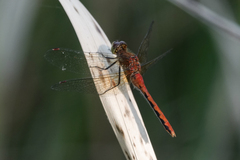 Sympetrum obtrusum