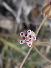 Asclepias senecionifolia