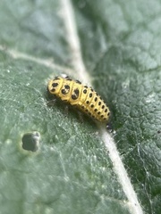 Psyllobora vigintiduopunctata