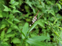 Persicaria hydropiperoides