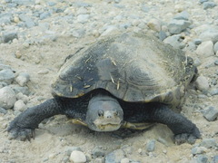Malaclemys terrapin terrapin