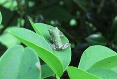 Hyla