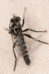 Cyrtopogon
