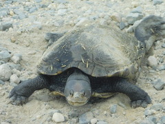 Malaclemys terrapin terrapin