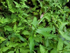 Persicaria hydropiperoides