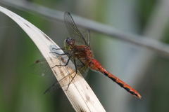 Sympetrum obtrusum