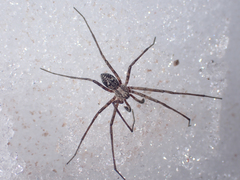 Rhysodromus