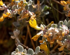 Acmispon argophyllus