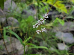 Persicaria hydropiperoides
