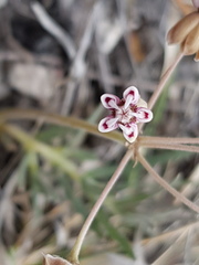 Asclepias senecionifolia
