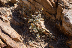 Acmispon argophyllus