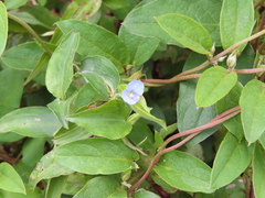 Commelina diffusa