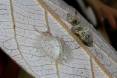 Neuroptera