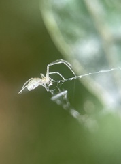 Tetragnathidae