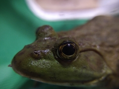 Lithobates catesbeianus