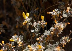 Acmispon argophyllus