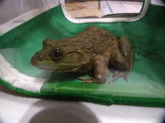 Lithobates catesbeianus