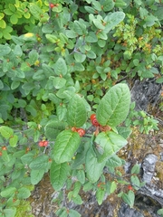 Shepherdia canadensis