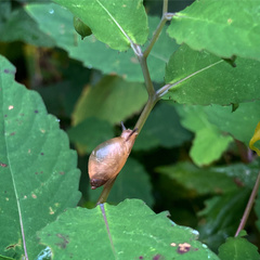 Succineidae