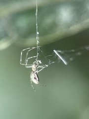 Tetragnathidae