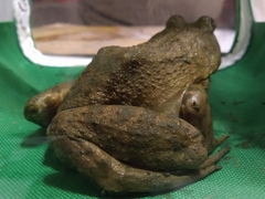 Lithobates catesbeianus