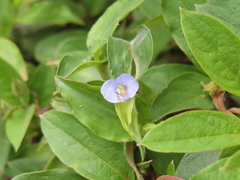 Commelina diffusa