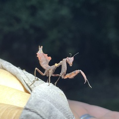 Acanthops parafalcata