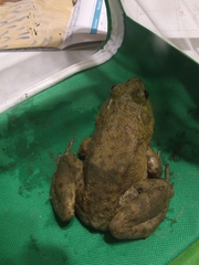 Lithobates catesbeianus