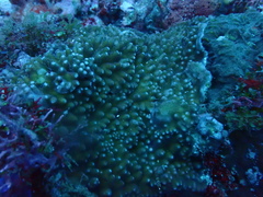 Turbinaria stellulata