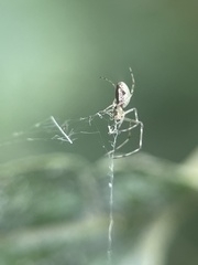 Tetragnathidae