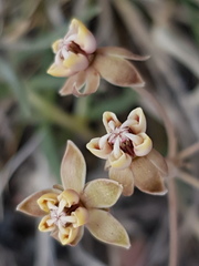 Asclepias senecionifolia
