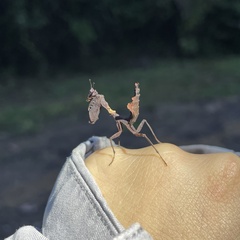 Acanthops parafalcata