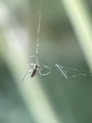 Tetragnathidae