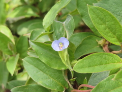 Commelina diffusa
