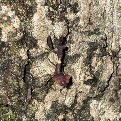 Acanthops parafalcata