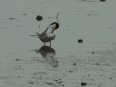 Sterninae