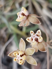 Asclepias senecionifolia
