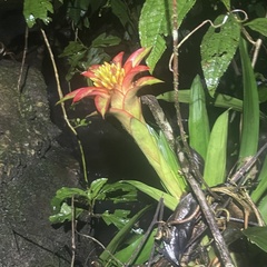 Guzmania lingulata