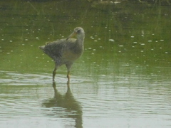 Rallus crepitans