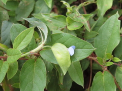 Commelina diffusa
