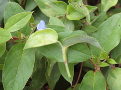 Commelina diffusa