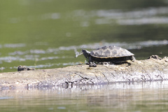 Graptemys geographica