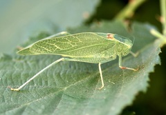 Microcentrum californicum