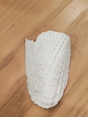Cyrtopleura costata