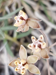 Asclepias senecionifolia