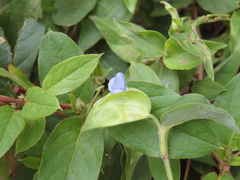 Commelina diffusa
