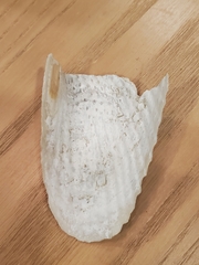 Cyrtopleura costata