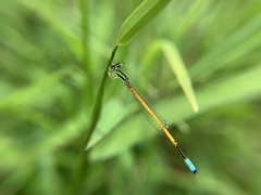 Ischnura