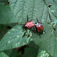 Popillia japonica