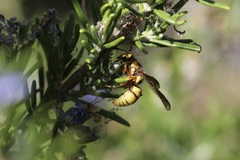 Euodynerus pratensis